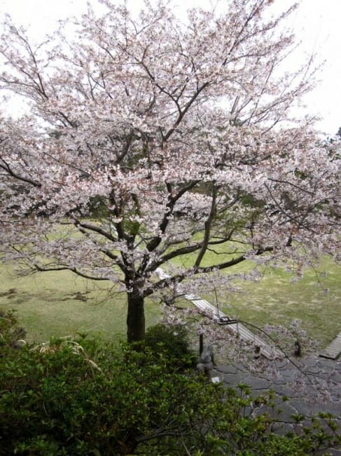 桜が満開です。