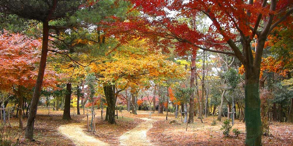 秋には紅葉の森林セラピー