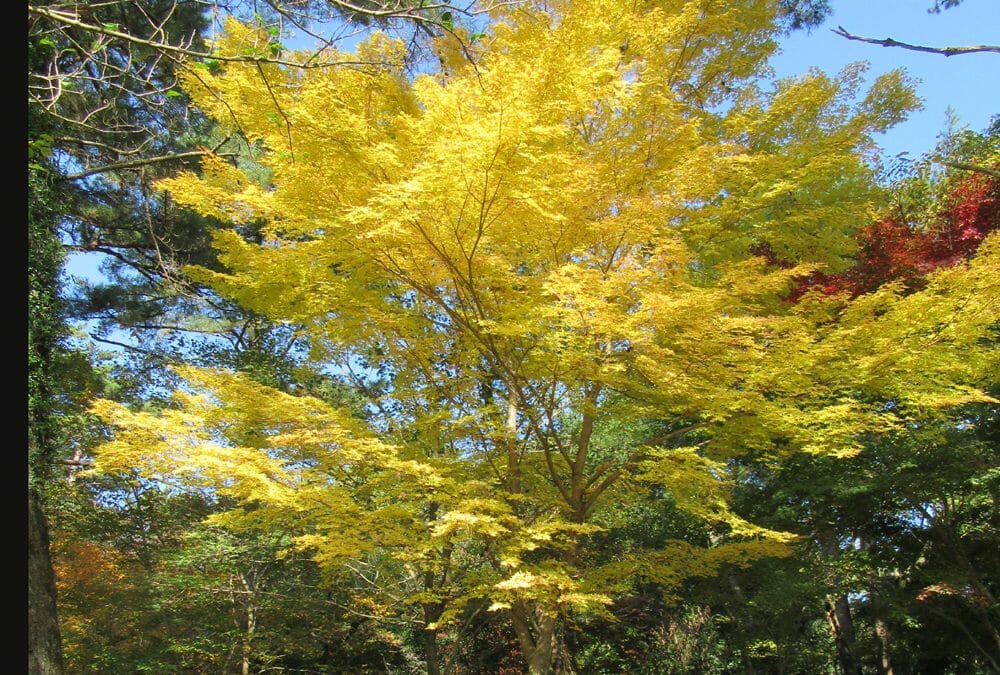 紅葉