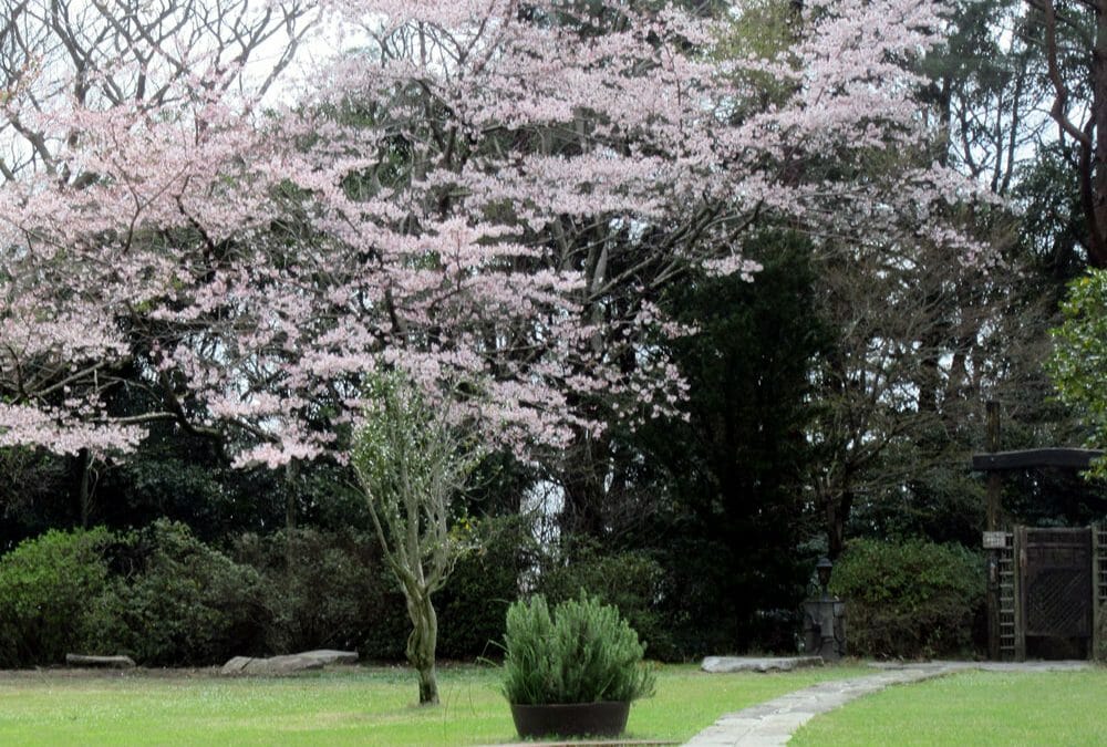 桜満開