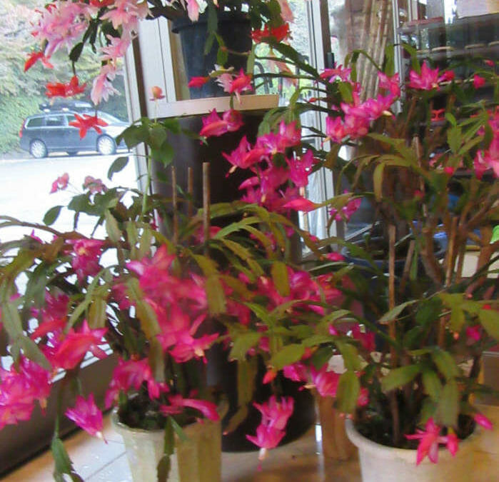 いろいろな花