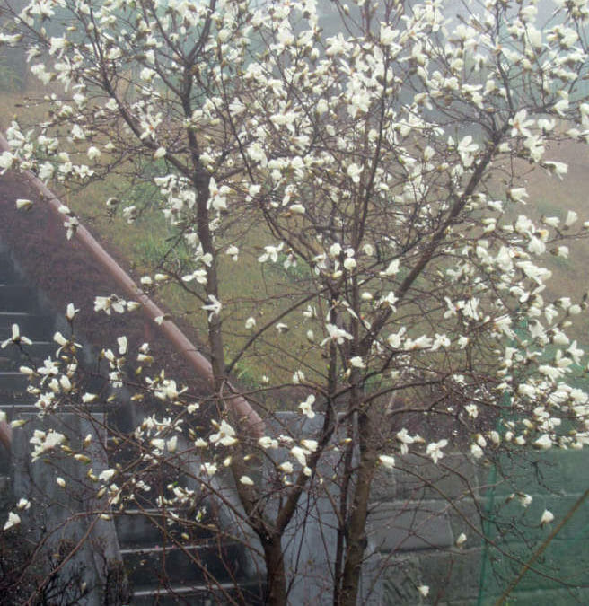モクレンの花