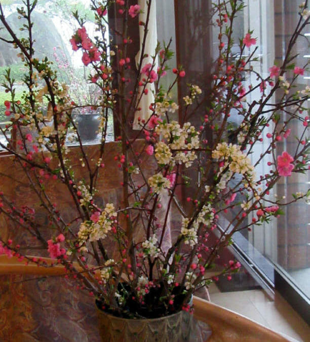 桃の花