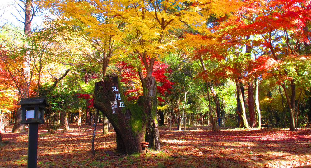 森の紅葉