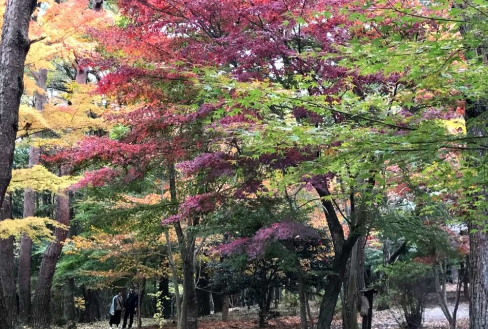 紅葉の季節