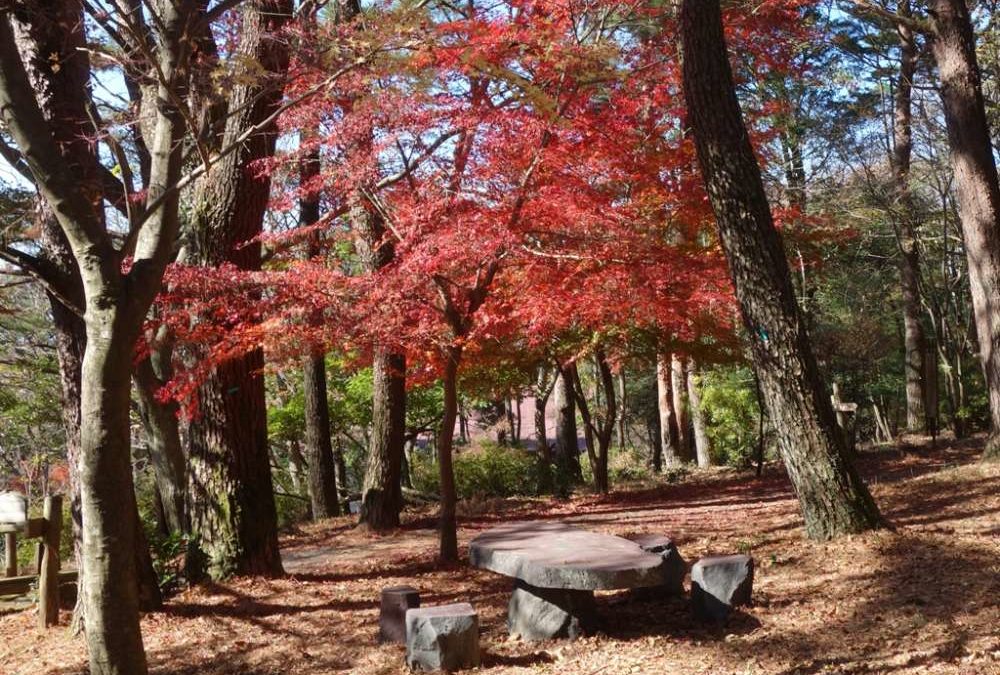 紅葉の森